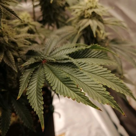 Blackberry Nuggets growlog timeline photo