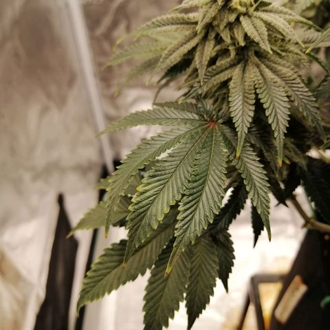 Blackberry Nuggets growlog timeline photo