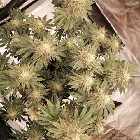 Blackberry Nuggets growlog timeline photo