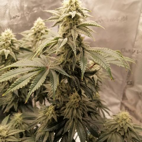 Blackberry Nuggets growlog timeline photo