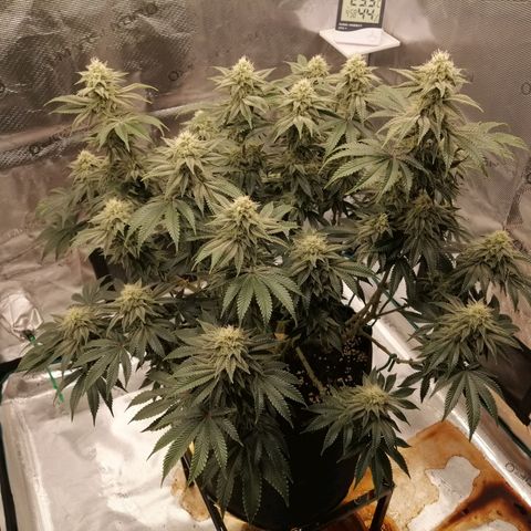 Blackberry Nuggets growlog timeline photo