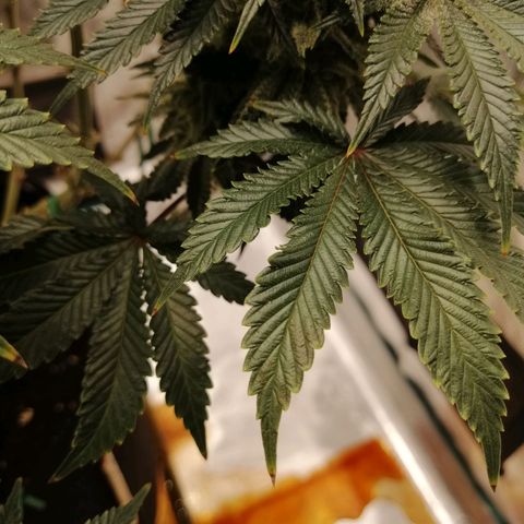 Blackberry Nuggets growlog timeline photo
