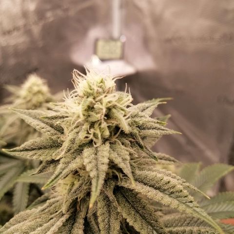 Blackberry Nuggets growlog timeline photo