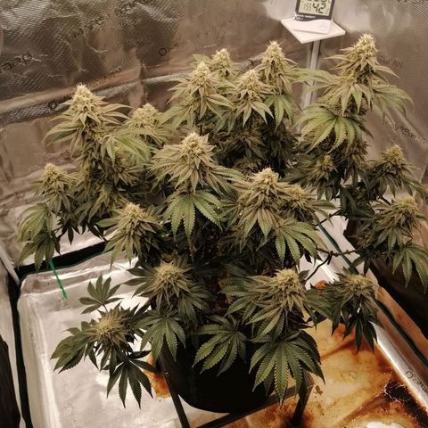 Blackberry Nuggets growlog timeline photo