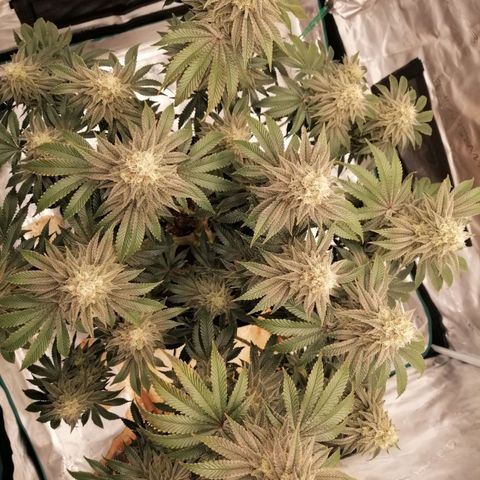 Blackberry Nuggets growlog timeline photo