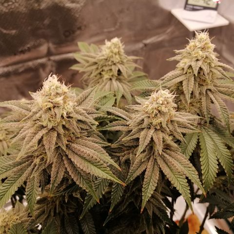 Blackberry Nuggets growlog timeline photo