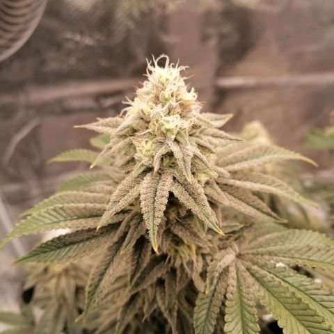 Blackberry Nuggets growlog timeline photo