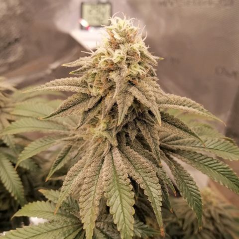 Blackberry Nuggets growlog timeline photo