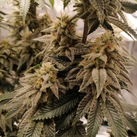 Blackberry Nuggets growlog timeline photo