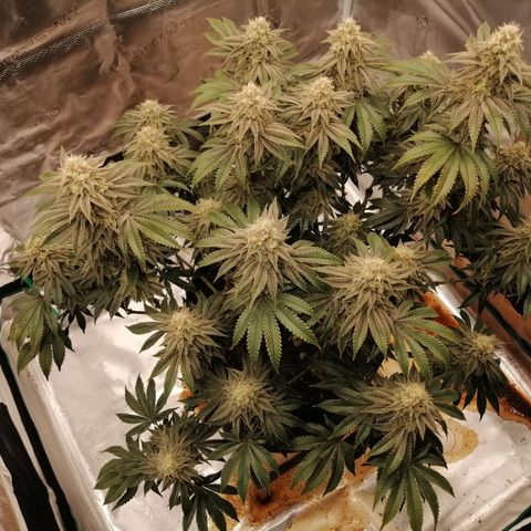 Blackberry Nuggets growlog timeline photo