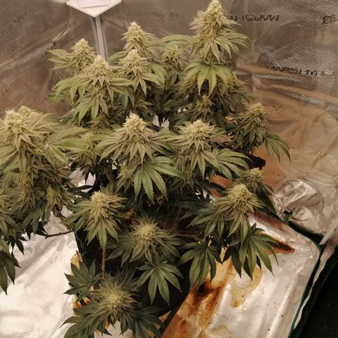 Blackberry Nuggets growlog timeline photo