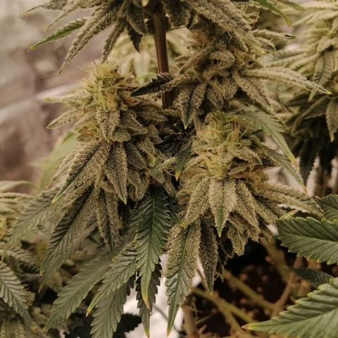 Blackberry Nuggets growlog timeline photo