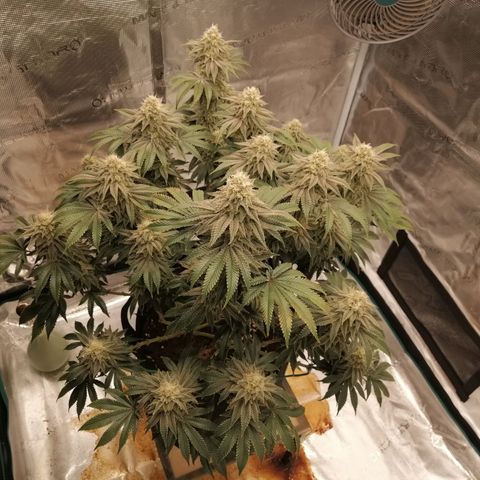Blackberry Nuggets growlog timeline photo