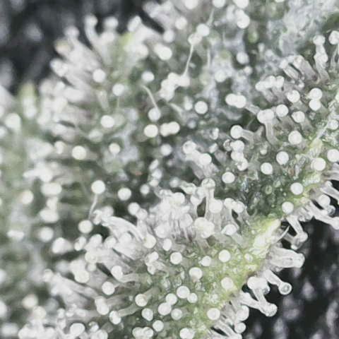 Blackberry Nuggets growlog timeline photo