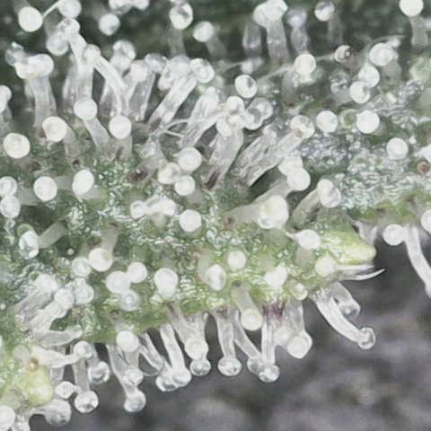 Blackberry Nuggets growlog timeline photo