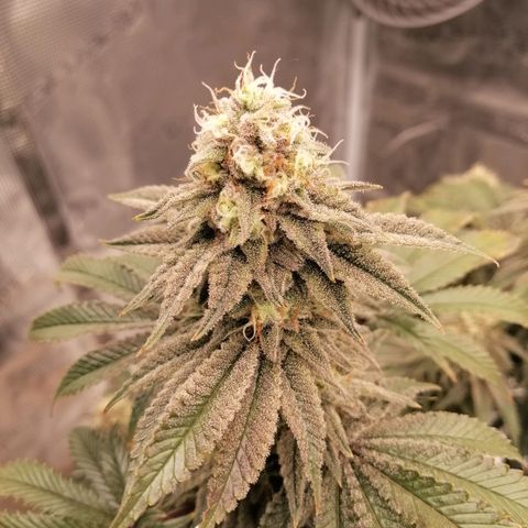 Blackberry Nuggets growlog timeline photo
