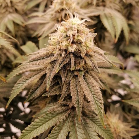 Blackberry Nuggets growlog timeline photo