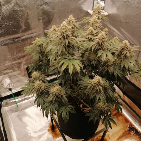 Blackberry Nuggets growlog timeline photo
