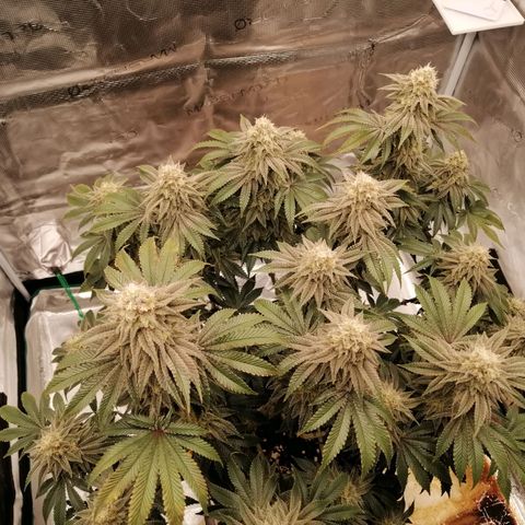 Blackberry Nuggets growlog timeline photo