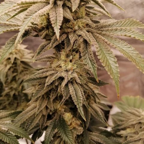 Blackberry Nuggets growlog timeline photo