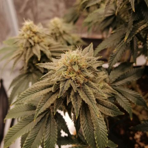 Blackberry Nuggets growlog timeline photo