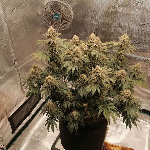 Blackberry Nuggets growlog timeline photo