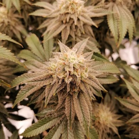 Blackberry Nuggets growlog timeline photo