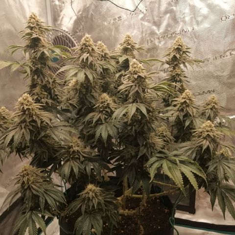 Blackberry Nuggets growlog timeline photo