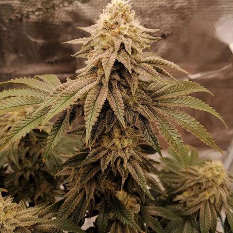 Blackberry Nuggets growlog timeline photo