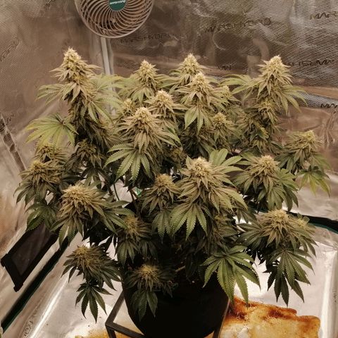 Blackberry Nuggets growlog timeline photo