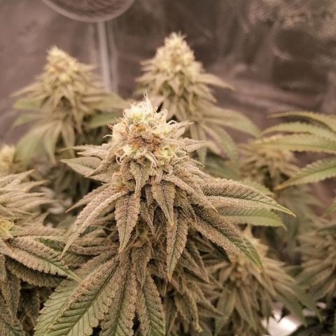 Blackberry Nuggets growlog timeline photo