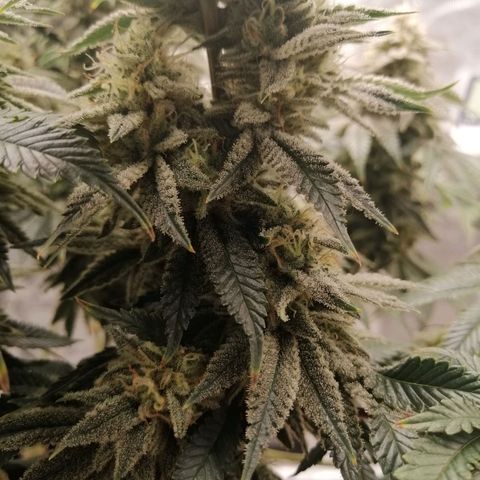Blackberry Nuggets growlog timeline photo