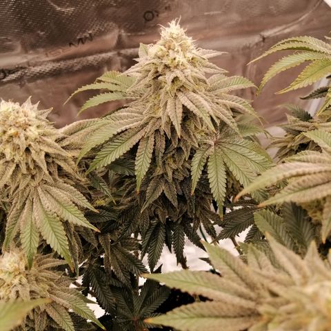 Blackberry Nuggets growlog timeline photo
