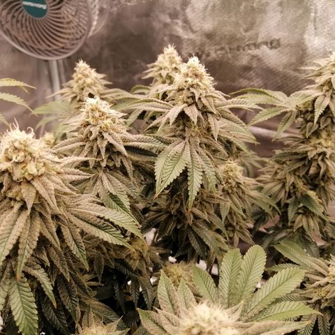 Blackberry Nuggets growlog timeline photo