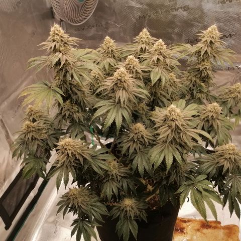 Blackberry Nuggets growlog timeline photo