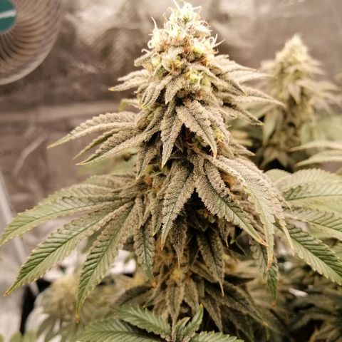 Blackberry Nuggets growlog timeline photo