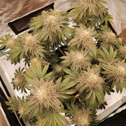 Blackberry Nuggets growlog timeline photo