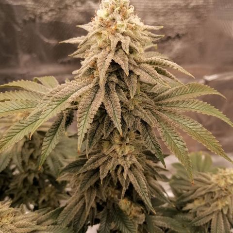 Blackberry Nuggets growlog timeline photo