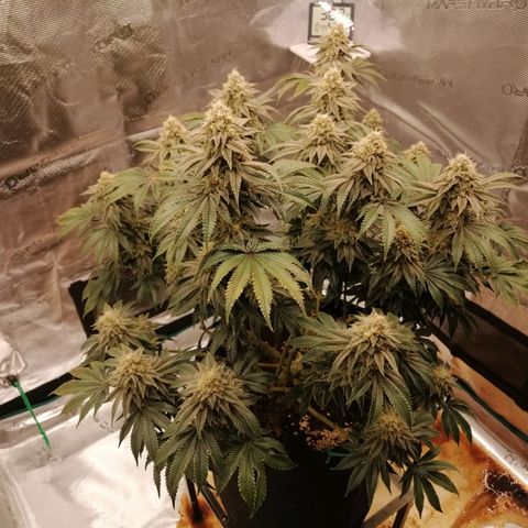 Blackberry Nuggets growlog timeline photo