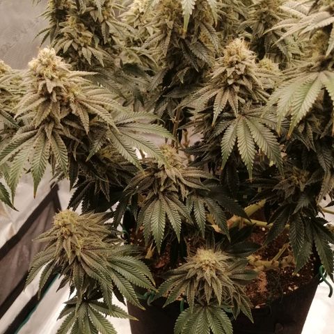 Blackberry Nuggets growlog timeline photo