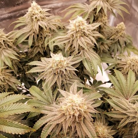 Blackberry Nuggets growlog timeline photo