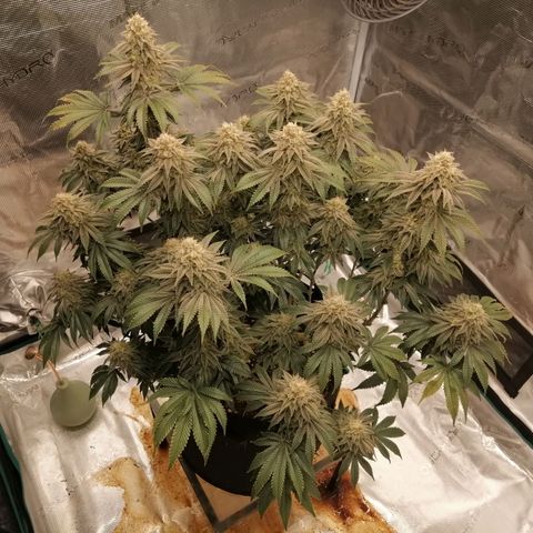 Blackberry Nuggets growlog timeline photo