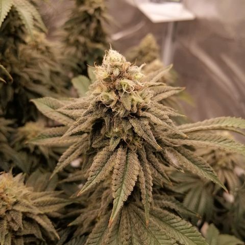 Blackberry Nuggets growlog timeline photo