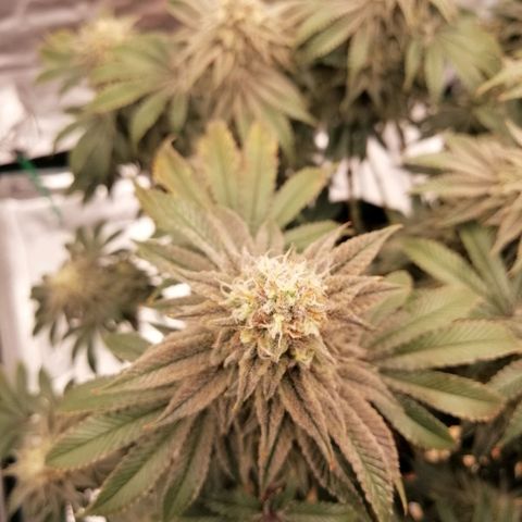 Blackberry Nuggets growlog timeline photo