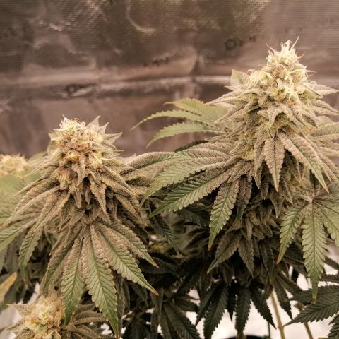 Blackberry Nuggets growlog timeline photo