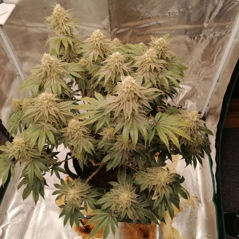 Blackberry Nuggets growlog timeline photo