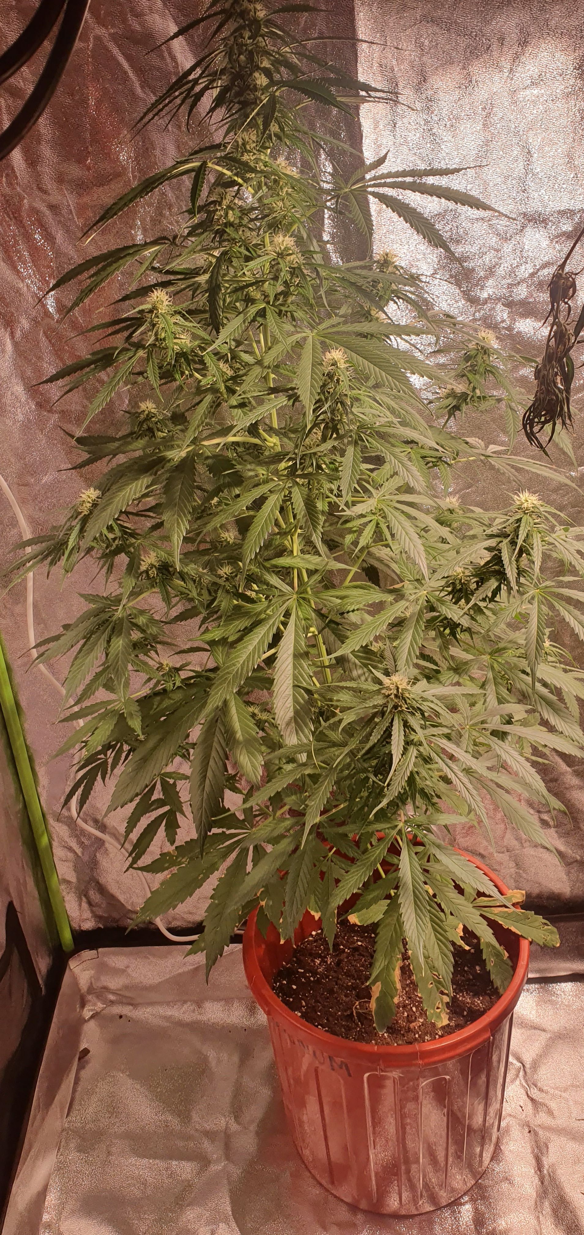 Magnum 1 growlog header