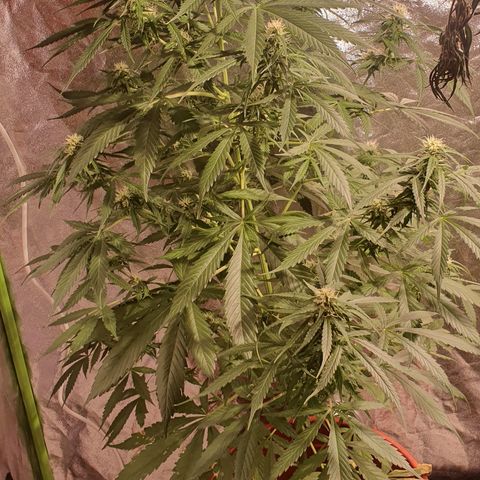 Magnum 1 growlog photo