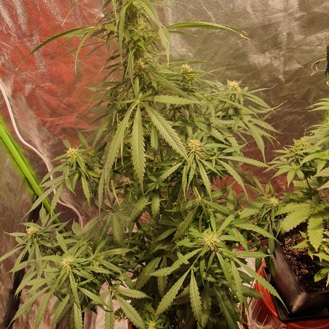 Magnum 1 growlog photo