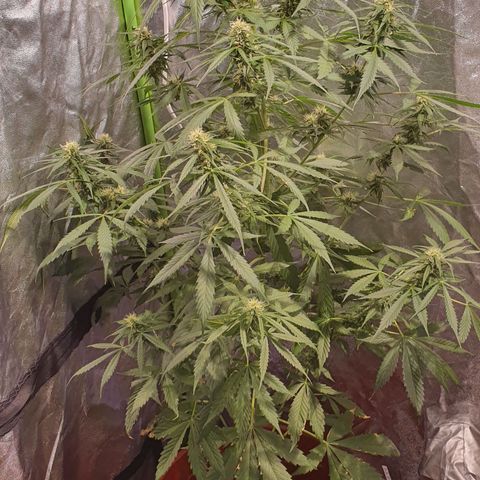 Magnum 1 growlog photo